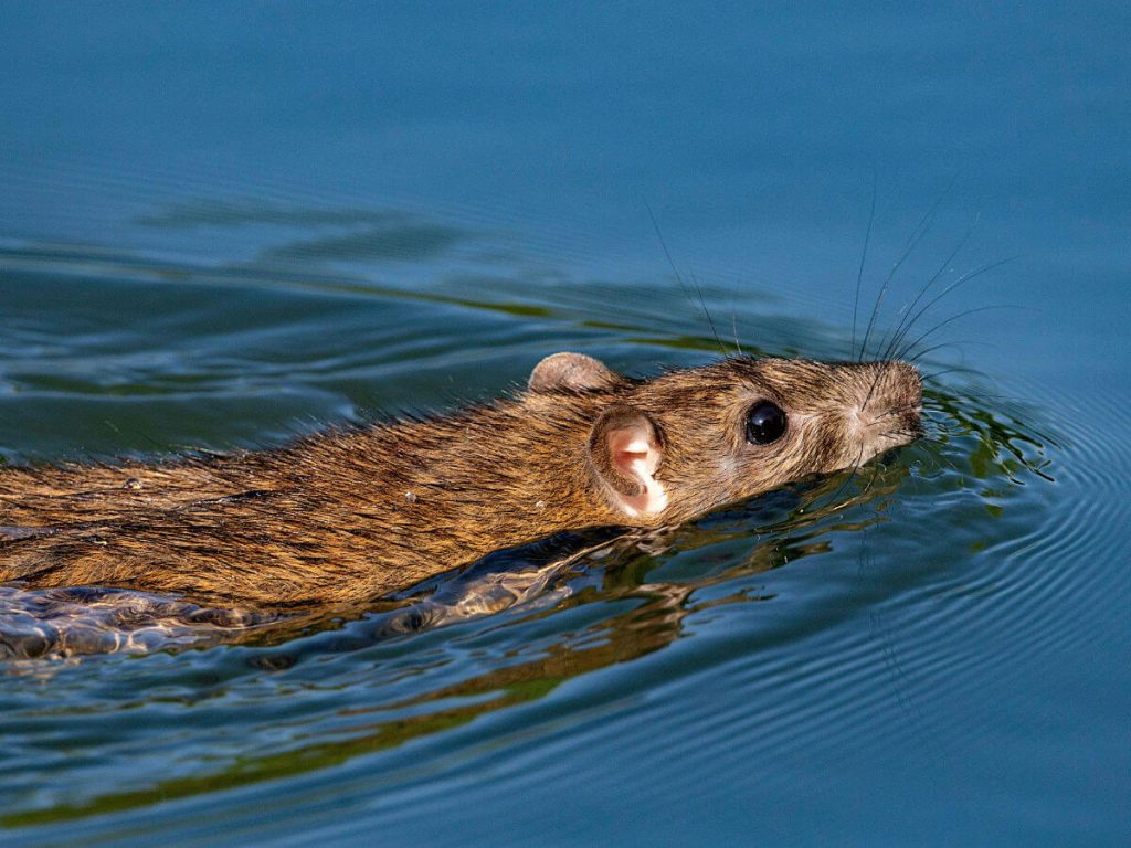 A Brown rat swimming