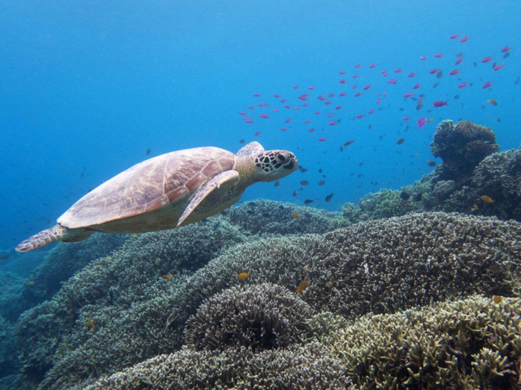 Snorkelling in Espíritu Santo on Tutuba Reef