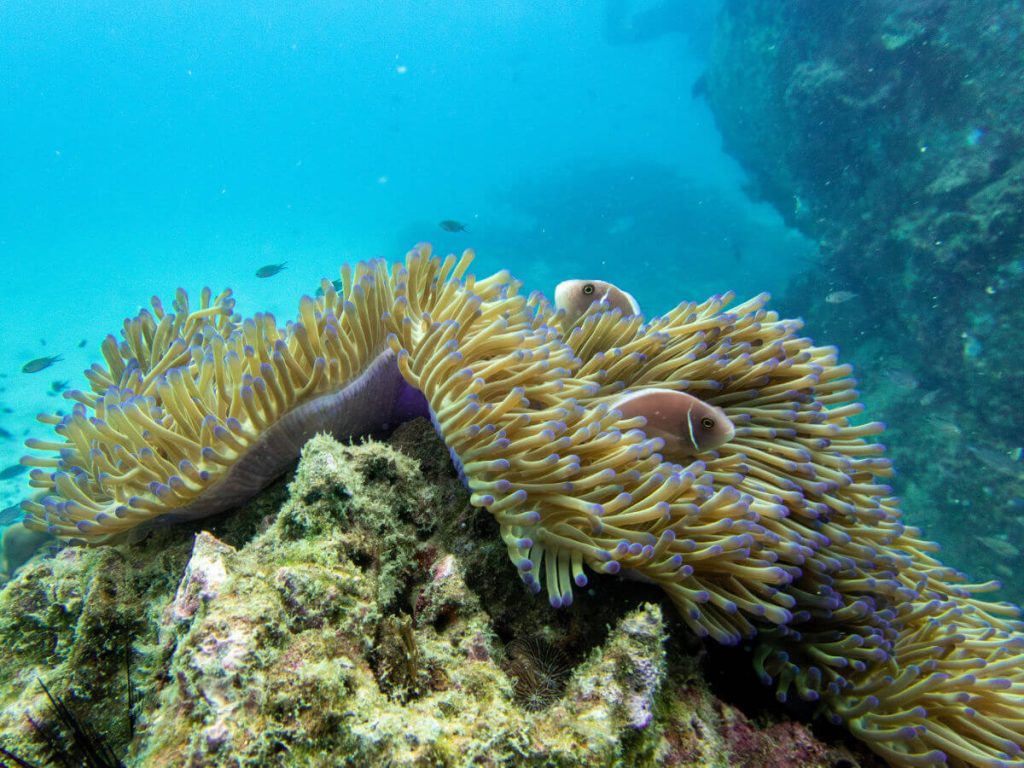 Snorkelling in Espíritu Santo clown fish