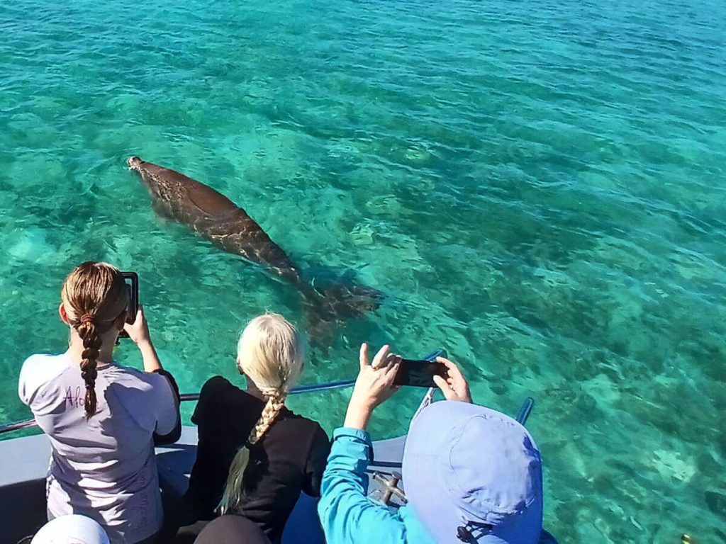 Snorkelling in Espíritu Santo with Dugong in Surrunda Bay