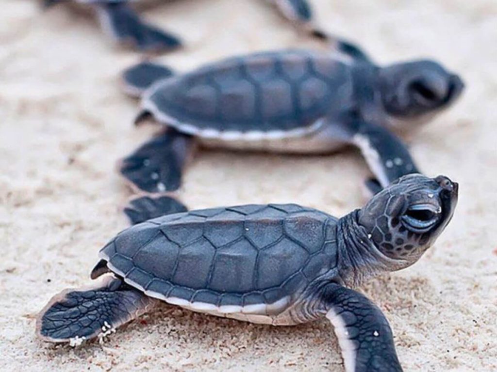 Snorkelling in Espíritu Santo on Dany Island