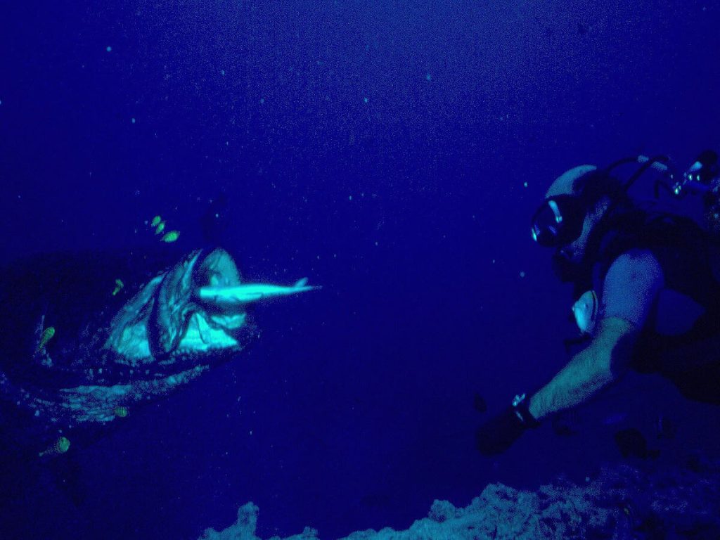 Allan Power feeding Boris the grouper