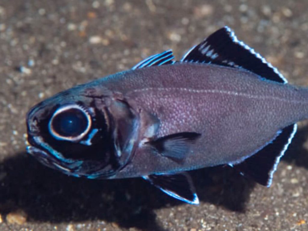 Flashlight Fish ID Picture and distinctive markings