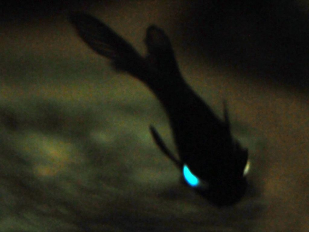 Artifacts on the SS President Coolidge: Flashlight fish