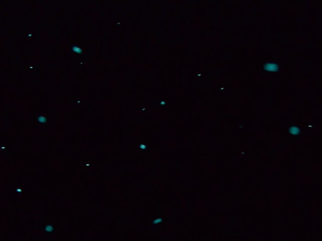 Flashlight fish in the dark on the SS President Coolidge