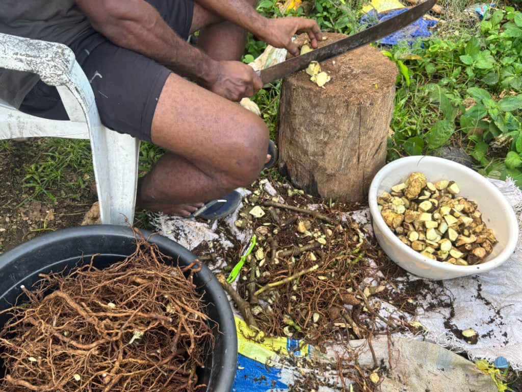 Kava roots being cleaned and prepared for drinking in Vanuatu